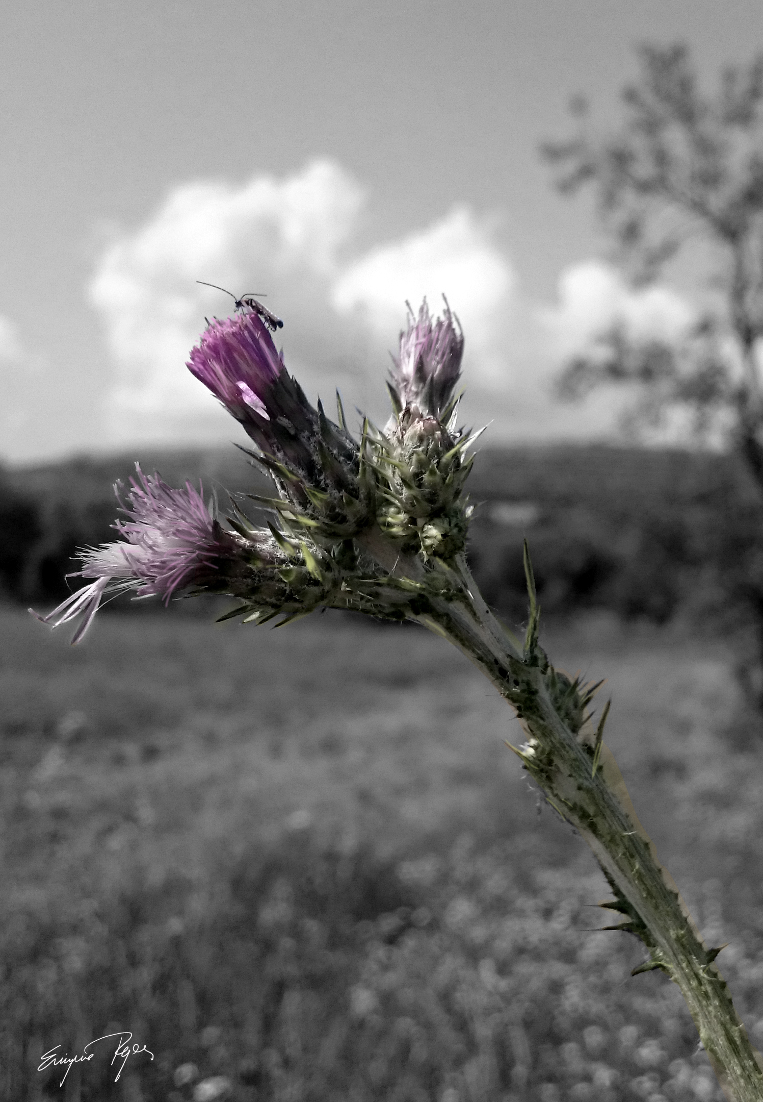 alcanzando la cima copia